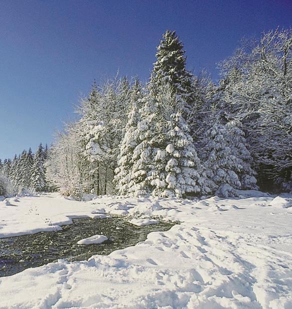 Wilhelm Tell Superieur Campsite *